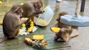 Банда Люси ЗАЕЛАСЬ, а мы начинаем переделывать их зимний дом!