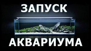 Запуск аквариума все варианты