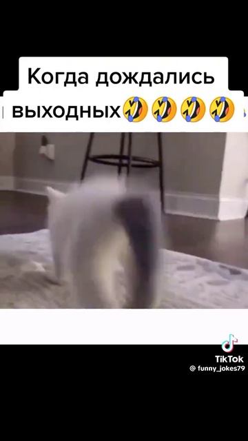 🤣🤣🤣17 смотреть онлайн
