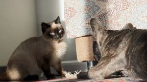 Часть 43. Егору запрещено заходить в эту комнату