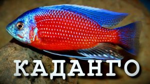 КАДАНГО - АКВАРИУМНЫЙ АФРИКАНЕЦ