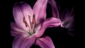 я даже не начала делать 5 сезон сразу же к нему спойлеры...