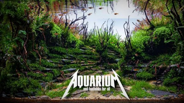 ТОПовый аквариум Step By Step