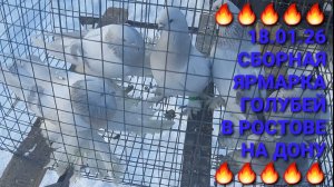 🔥🔥🔥 18.01.26 Сборная ярмарка голубей в Ростове на Дону. Птичий рынок. Pigeons Fair. Bird Market.