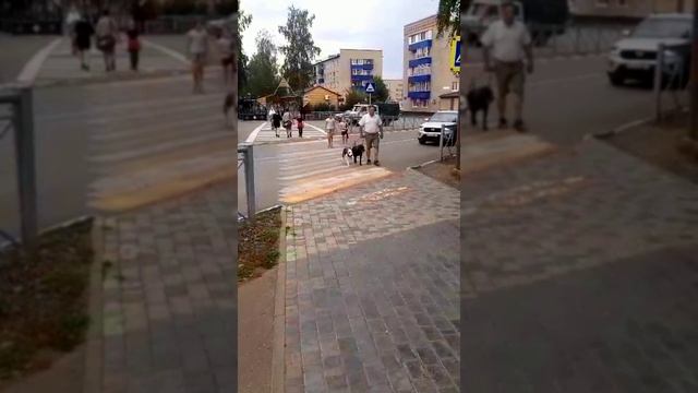 Как обучить команде РЯДОМ? Кинолог Игорь Алтайский.