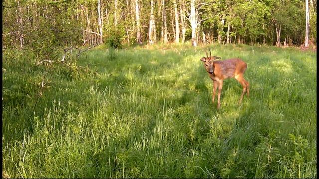 Самец европейской косули во всей красе! смотреть онлайн