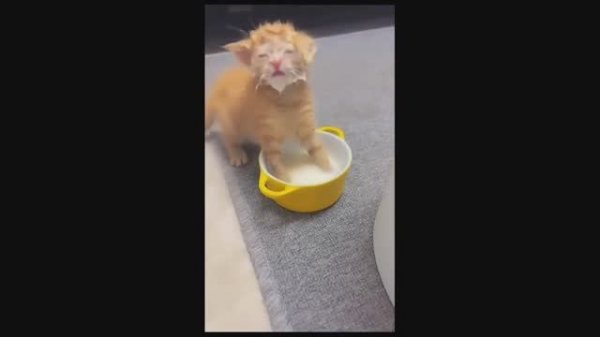 #смешныевидео -722