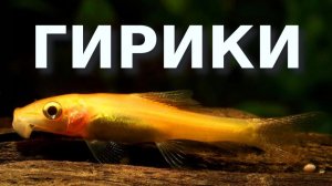 Золотая аквариумная присоска Гиринохейлус