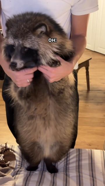 Только так! #животные #ржака #юмор #забавно #мем #енотовиднаясобака #енот #собака #отношения #вирал