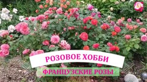 ФРАНЦУЗСКИЕ РОЗЫ В ПОДМОСКОВЬЕ