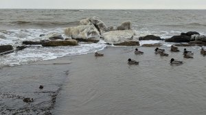 Ветер , волны, снег и пустой берег.