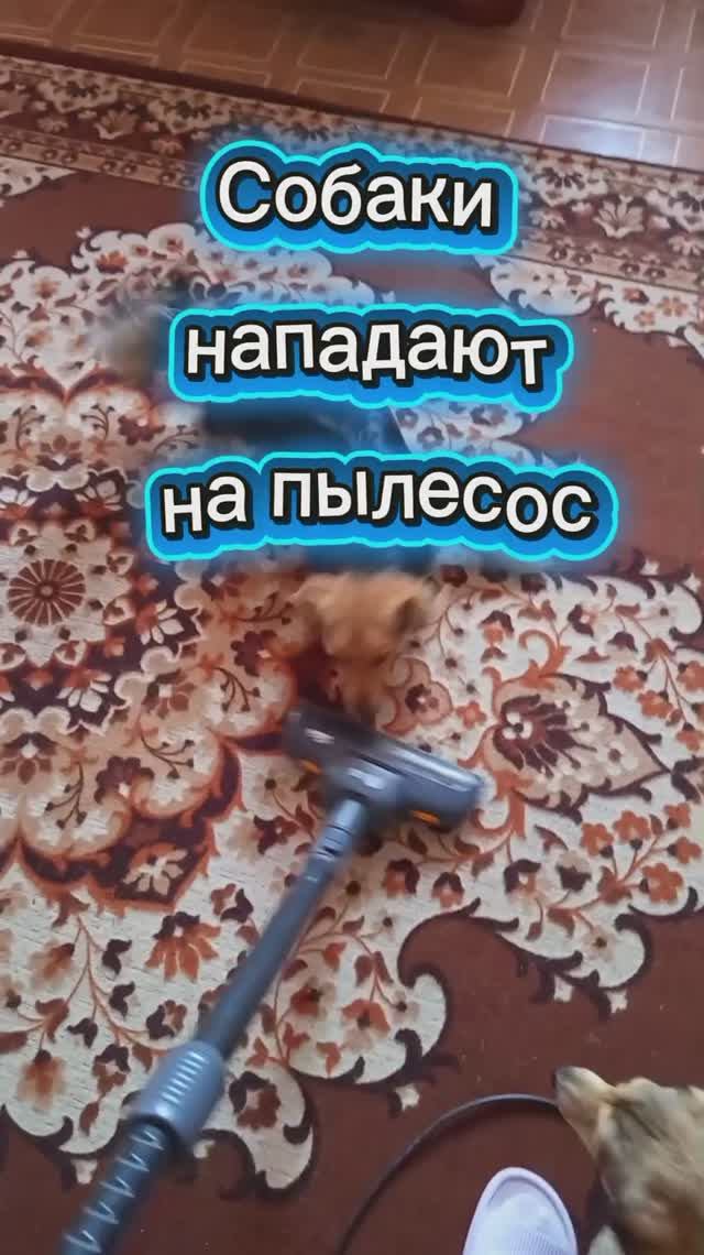 Злобное нападение щенков на пылесос