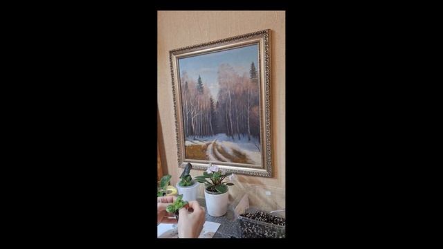 Если фиалка замерзла