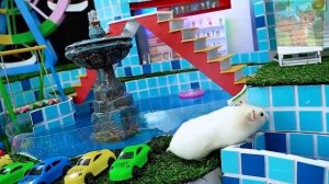 Аквапарк, посвященный маленьким хомячкам!Маленький хомячок тоже так счастлив