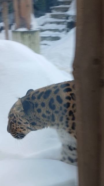 Красивый леопард в Московском зоопарке