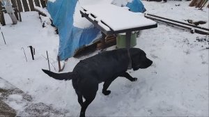 Лабрадор - это круто!