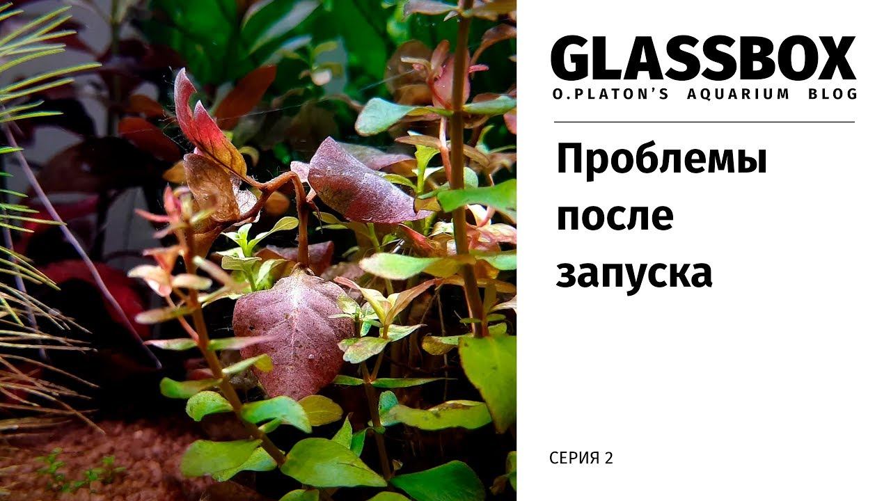 2 / Проблемы после запуска. Нитка, перекосы. Обзор. Травник 60 литров. смотреть онлайн