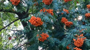 СЧАСТЬЕ НЕ ЗА ГОРАМИ- ОНО РЯДОМ.