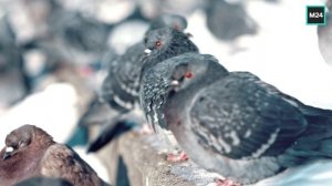 Солнечный январский день в городе | О Москве с любовью