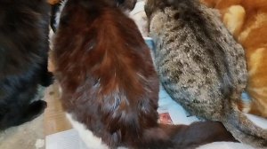 Поздравляю с Крещением Господним!