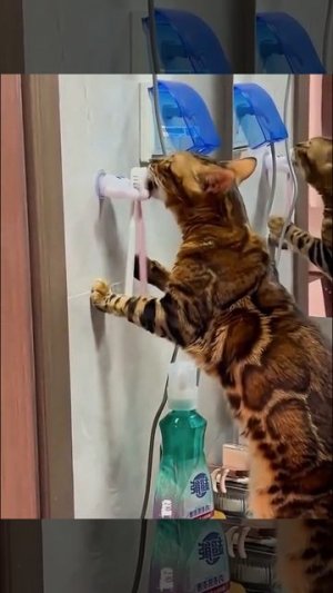 Смешные коты