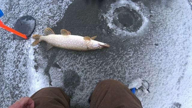 рыбалка на жерлицы !!!!