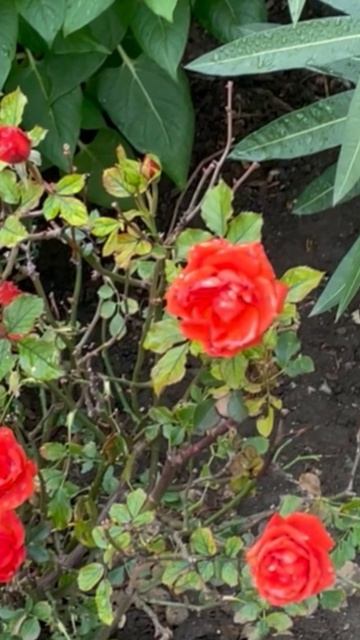 Ялта 💖💖💖 смотреть онлайн