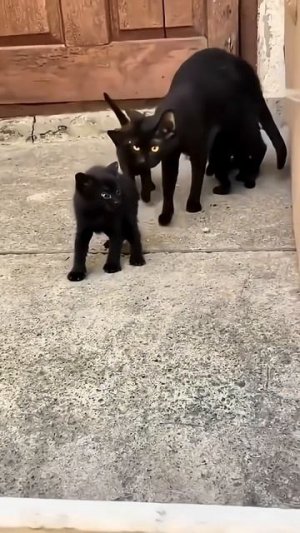 Никогда не бросай вызов маме-кошке