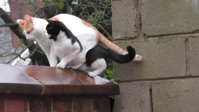 Синхронизированные кошки смотреть онлайн