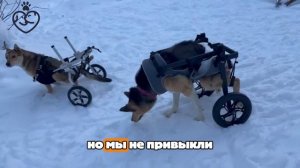 Новый выпуск новостей от Зухрая и Амели!