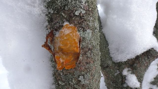 НА ЛЫЖАХ В САД! КРАСОТА И ПОЛЕЗНЫЕ НАХОДКИ! смотреть онлайн