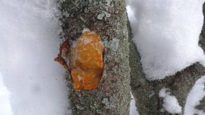 НА ЛЫЖАХ В САД! КРАСОТА И ПОЛЕЗНЫЕ НАХОДКИ!