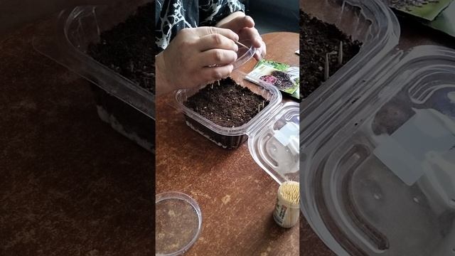 посев семян почвопокровных растений смотреть онлайн