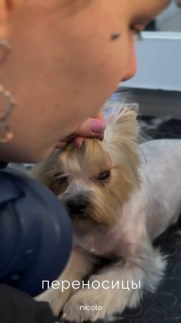 А вы умеете плести хвостики своей собачке?