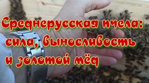 Тёмная лесная пчела: секреты самой морозостойкой породы