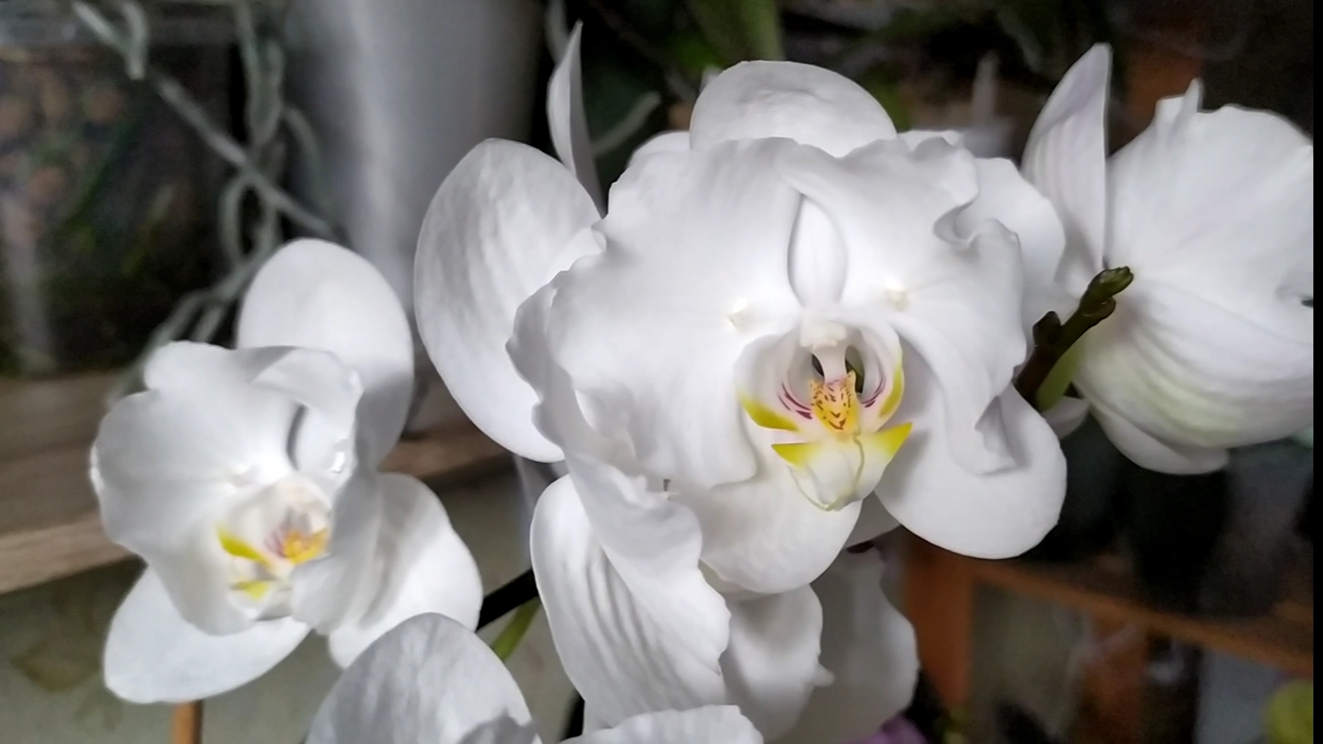 Домашние цветение орхидей. Новая орхидея Бабочка фаленопсис Dragon Maple. смотреть онлайн