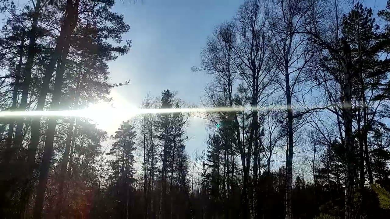 Прогулки выходного дня по лесу где бродят лоси и медведи