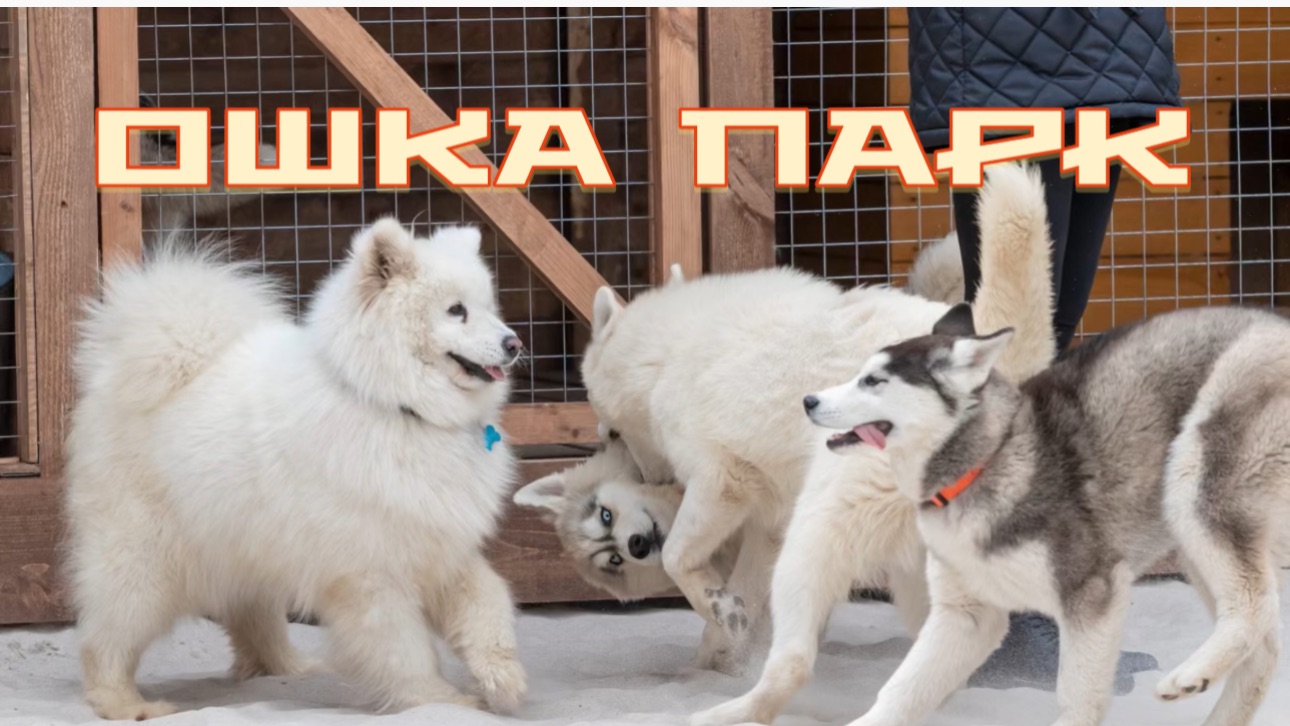 Контактный парк ОШКА . Белый колодец смотреть онлайн