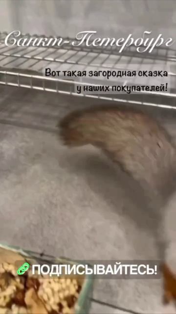 Отзыв нашего покупателя в Ленинградской области дома 9х9 смотреть онлайн