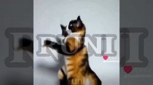 куки эдит/сливки шоу эдит