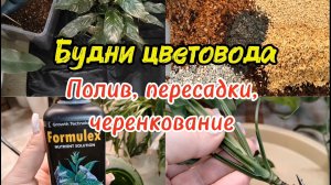 Будни цветовода. Пересадки, полив, черенкование
