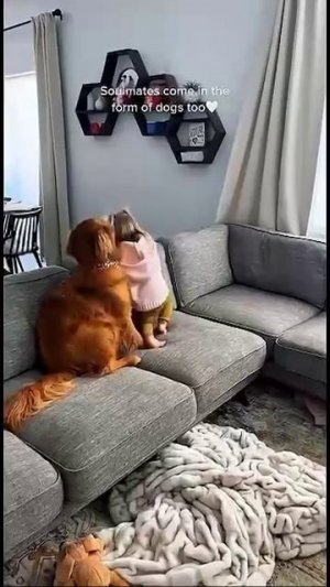 Лучший друг и защитник🙂))