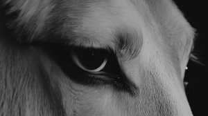 KNHNK - NET SVETA ( BITCH HOUSE )