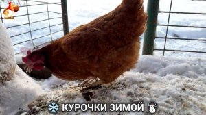 Куры зимой очень счастливы 🤗❄️⛄ (18)