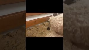 Кто сильнее. Бабушка Фантика или другие звери