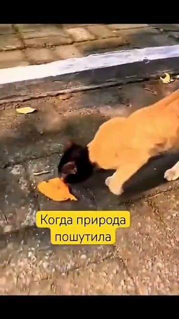 Природа пошутила над котами смотреть онлайн
