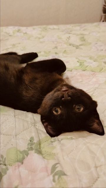 Хорошо бывает поваляться! смотреть онлайн