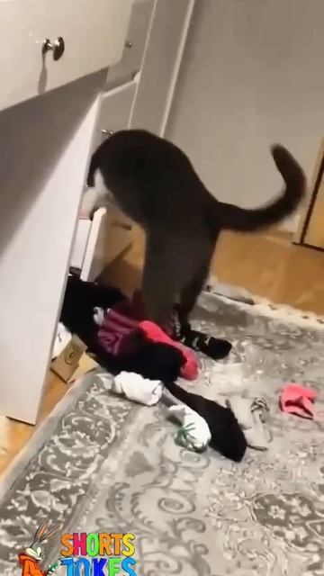 Kак обычнo идёт поиск второго носка с утра 😁