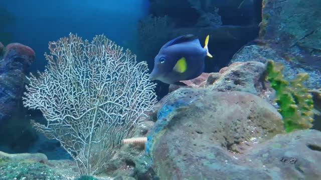 Океанариум. Екатеринбург. Подводный мир.