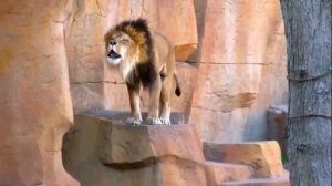 ЗВЕРЬ ВНУТРИ МЕНЯ...для усиления себя, чтобы достичь цели